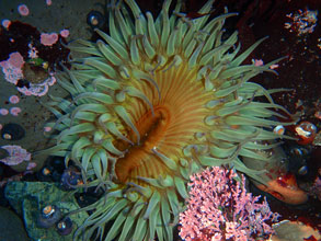 Sea Anenome at Fitzgerald Marine Reserve